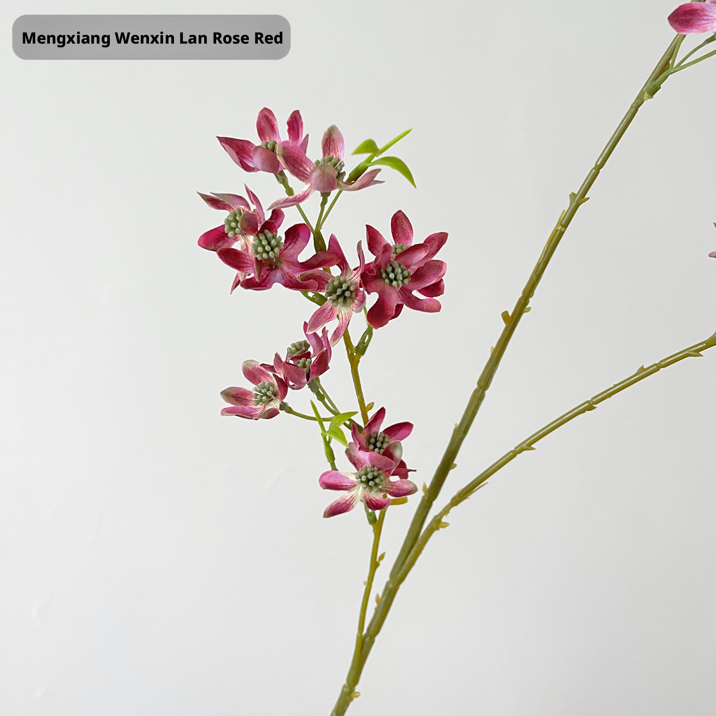 Oncidium 'Dream Fragrance' - Rose Red
